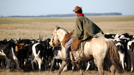 Campo uruguayo. Foto: MGAP.